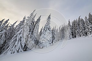 Beautiful winter mountain landscape. Tall spruce trees covered with snow in winter forest and cloudy sky background