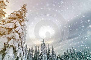 Beautiful winter mountain landscape. Tall spruce trees covered with snow in winter forest and cloudy sky background