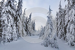 Beautiful winter mountain landscape. Tall spruce trees covered with snow in winter forest and cloudy sky background