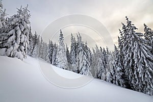 Beautiful winter mountain landscape. Tall spruce trees covered with snow in winter forest and cloudy sky background