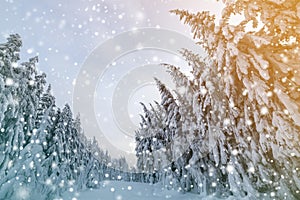 Beautiful winter mountain landscape. Tall spruce trees covered with snow in winter forest and cloudy sky background