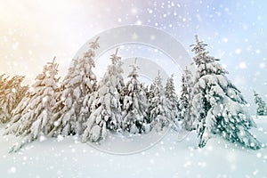 Beautiful winter mountain landscape. Tall spruce trees covered with snow in winter forest and cloudy sky background