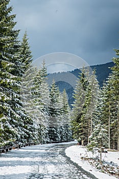 A beautiful winter mountains forest landscape with a road.