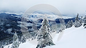 Beautiful winter mountains landscape with snow covered fir trees