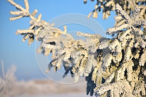 Beautiful winter nature background. Cold ,sunny day