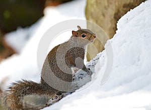 Beautiful winter nature image of a squirrel in the