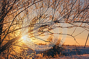 Beautiful winter nature landscape. sunset through snow tree