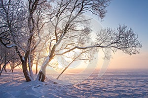 Beautiful winter nature landscape in warm sunlight in sunrise. Amazing snowy trees on icy lakeside