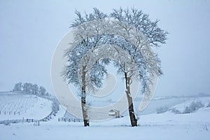 Hermoso naturaleza mucho de la nieve. un árbol mucho de la nieve a frío. nevado 