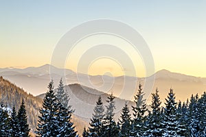 Beautiful winter panorama. Landscape with spruce pine trees, blu