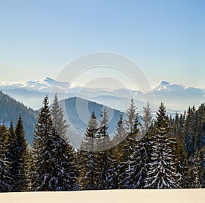 Beautiful winter panorama. Landscape with spruce pine trees, blue sky with sun light and high Carpathian mountains on background