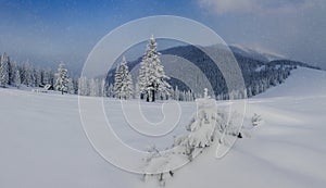 Beautiful winter panoramic landscape snow-covered conifer trees at sunrise. Winter in mountains.