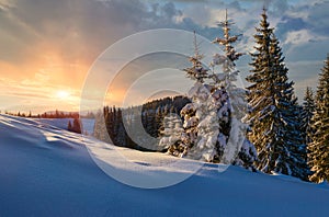 Beautiful winter panoramic landscape snow-covered conifer trees at sunrise. Winter in mountains.