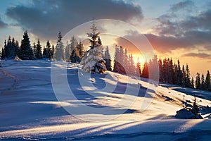 Beautiful winter panoramic landscape snow-covered conifer trees at sunrise. Winter in mountains.