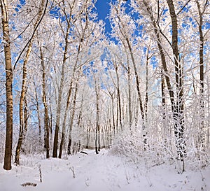 Beautiful winter park, trees in hoarfrost