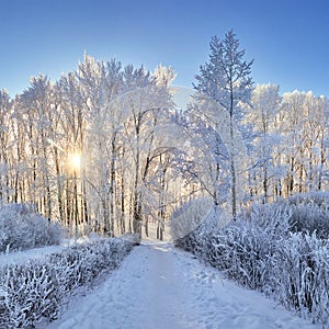 Beautiful winter park, trees in hoarfrost, sunset