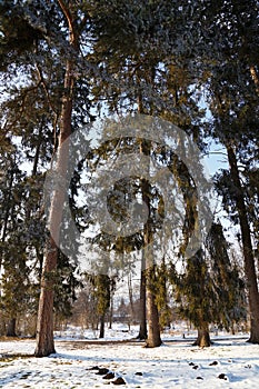 Beautiful winter photo of snow-covered Brukenthal Park at sunset in Avrig, Romania