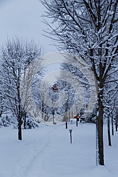 Beautiful winter photo of snow-covered evening Brukenthal Park in Avrig, Romania