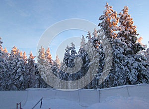 Beautiful winter picture in Lapland on the sunset, trees covered with white snow