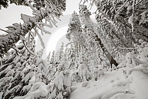 Beautiful winter picture. Tall spruce trees covered with deep snow and frost on clear sky background. Happy New Year and Merry