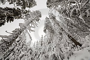 Beautiful winter picture. Tall spruce trees covered with deep snow and frost on clear sky background. Happy New Year and Merry
