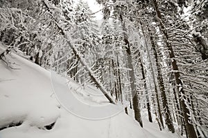 Beautiful winter picture. Tall spruce trees covered with deep snow and frost on clear sky background. Happy New Year and Merry