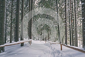 Beautiful winter pine forest with tourist route in snow, scenic nature landscape