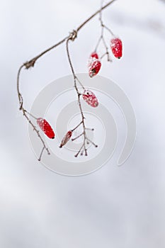 Beautiful winter plant, frozen berries in frost day. Natural environment. Seasons, ecology, botany natural background