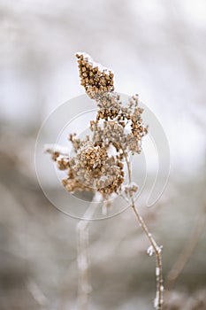 Beautiful winter plant, frozen grass in frost day. Natural environment. Seasons, ecology, botany natural background