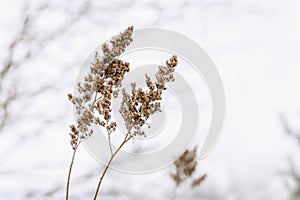 Beautiful winter plant, frozen grass in frost day. Natural environment. Seasons, ecology, botany natural background