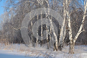 Beautiful winter Russian forest of trees in the snow are birches a magnificent landscape of Siberian nature