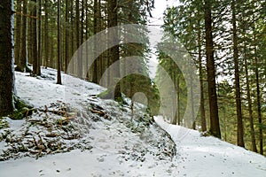 Beautiful winter scence in forest. Pine trees covered with snow. Mount Pilatus, Luzern, Switzerland.