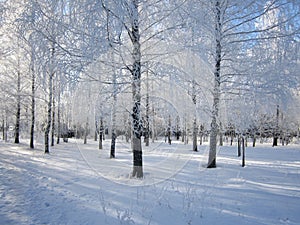 Beautiful winter scene with birch trees covered by hoarfrost in city park