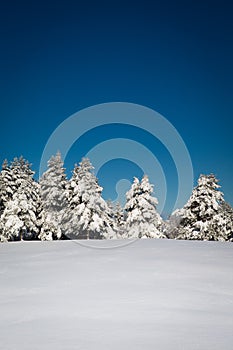 Beautiful winter scene with forest and fresh snow