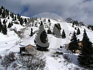 Beautiful Winter Scene at the San Pellegrino pass in the Dolomites in the Val di Fiemme, Trento