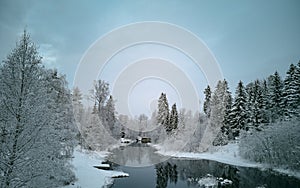 Beautiful winter scene with snow-covered pine trees near the frozen river during the daytime