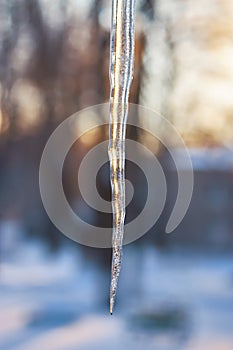 Beautiful winter scene. Tree branches under snow and ice