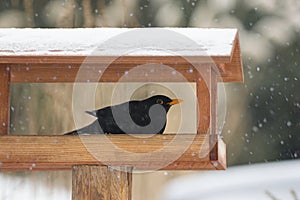 Beautiful winter scenery with  black bird sitting in the bird house within a heavy snowfall - Turdus Merula