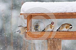 Beautiful winter scenery with European goldfinches and nuthatch sitting in the bird house within a heavy snowfall