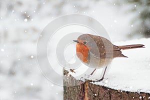 Beautiful winter scenery with European Robin bird sitting on the stump within a heavy snowfall