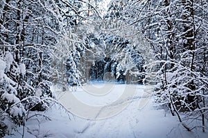 Beautiful winter scenery with forest full of trees covered snow