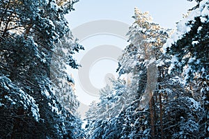 Beautiful winter scenery with forest full of trees covered snow