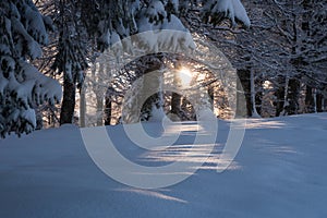 Beautiful winter scenery in a snowy forest on a sunny day of january 2021, Carpathian Mountains