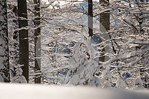 Beautiful winter scenery in a snowy forest on a sunny day of january 2021, Carpathian Mountains