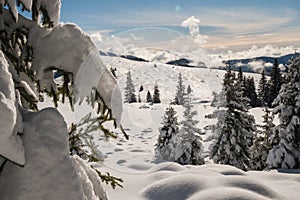 Beautiful winter scenery in a snowy forest on a sunny day of january 2021, Carpathian Mountains