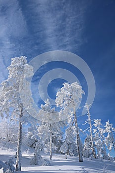 Winter scenery in the sunny day. Mountain landscapes. Trees covered with white snow, lawn and blue sky