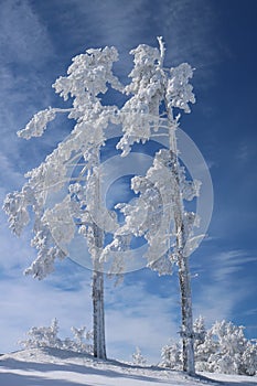 Winter scenery in the sunny day. Mountain landscapes. Trees covered with white snow, lawn and blue sky