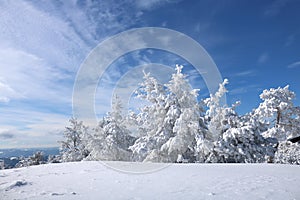 Winter scenery in the sunny day. Mountain landscapes. Trees covered with white snow, lawn and blue sky