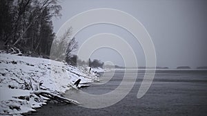 Beautiful winter sea shore with snow. Clip. Beach with sticks and trees on snowy winter day. Beautiful snow-covered lake