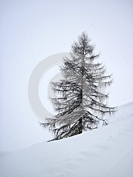 Beautiful winter snow tree spruce branched